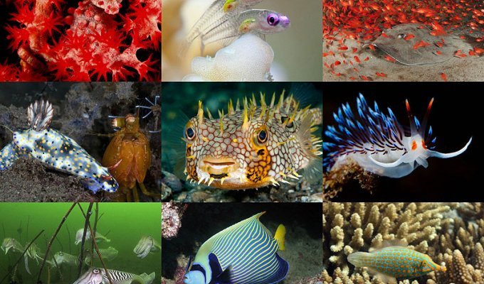 Лучшие подводные фотографии 2011 года (13 фото)