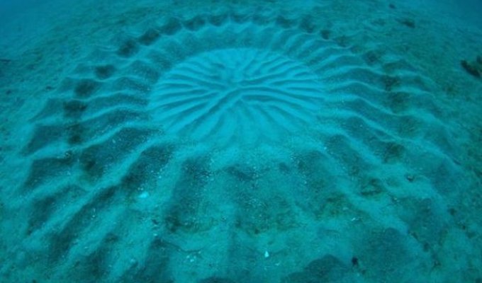 Недалеко от берегов Японии обнаружены мистические круги (4 фото)