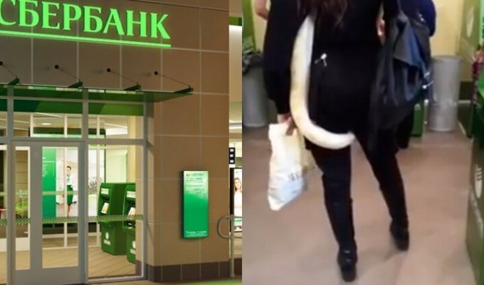 "С подружкой пришла!": в банке Черкесска заметили посетительницу со змеей между ног (2 фото + 1 видео)
