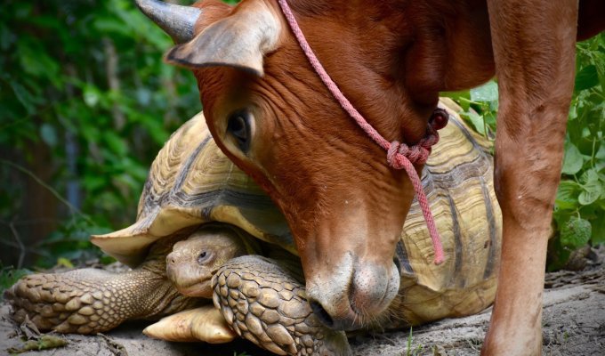 Гигантская черепаха и теленок, потерявший лапу, стали лучшими друзьями (10 фото)