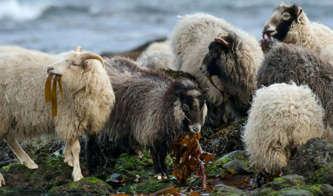 Овцы с острова Норт-Роналдсей: Для этих барашков любая трава ядовита. Они способны есть только водоросли (6 фото)