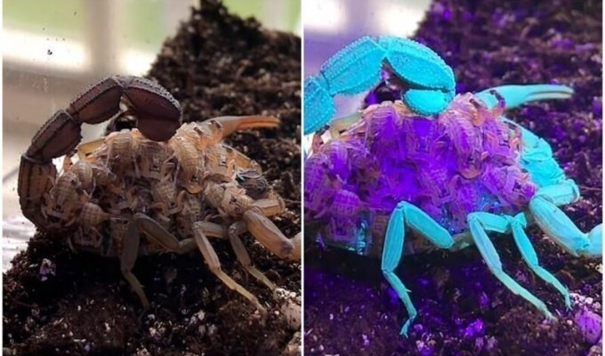 Почему скорпионы светятся в ультрафиолете? (6 фото + 1 видео)
