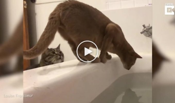 Кот сбросил своего конкурента в ванну к хозяйке