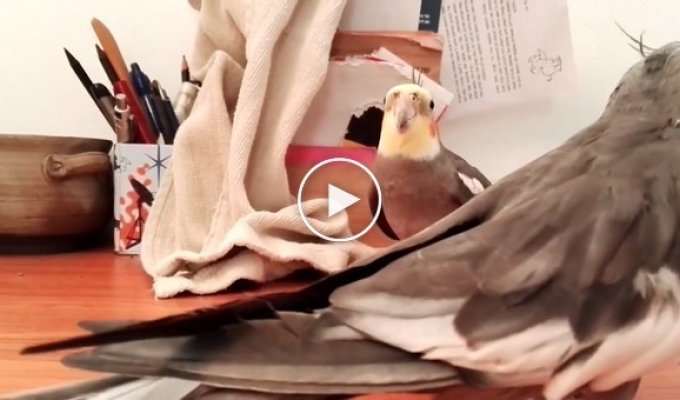 Необычное исполнение песни от попугая