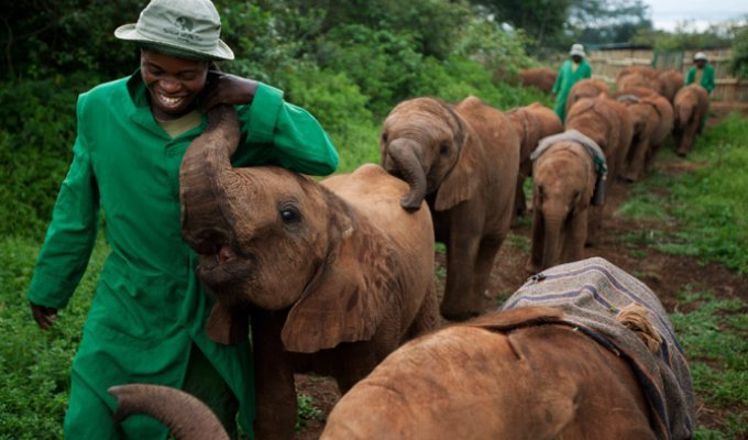 Осиротевшие слонята в Кении (19 фото)