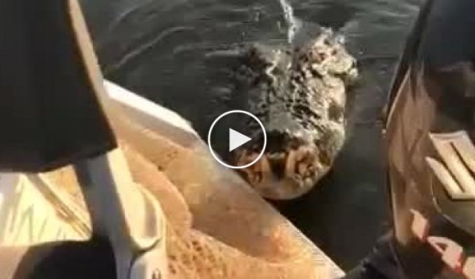 Крокодил попытался запрыгнуть на лодку с рыбаками