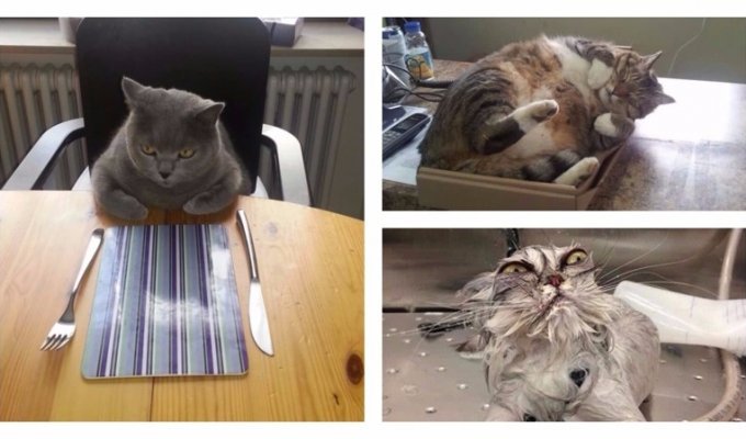 28 смешных кошачьих фотографий из интернета (28 фото)