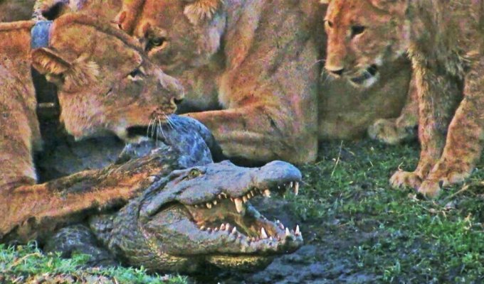 Львы решили напасть на крокодила (3 фото + 1 видео)
