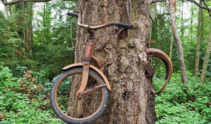 Что скрывает легенда вросшего в дерево велосипеда (3 фото + 1 видео)