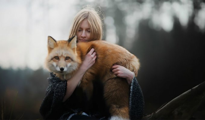 Как лисица подружилась с фотографом (29 фото)