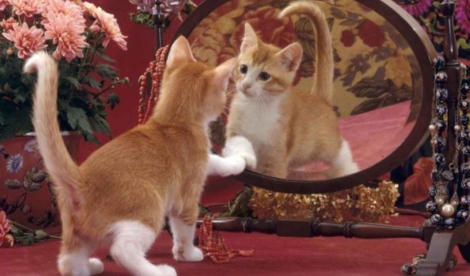 Почему кошки и собаки не узнают себя в зеркале? (7 фото)