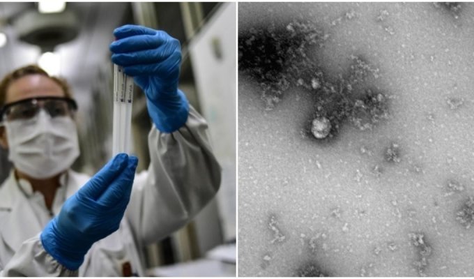 Российские учёные первые сфотографировали "британский" штамм коронавируса (3 фото)
