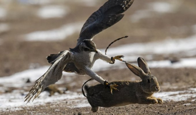 Охота с хищными птицами в Казахстане (14 фото)