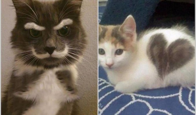15 очаровательных кошек с уникальным окрасом (16 фото)