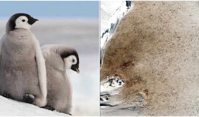 Императорские пингвины могут исчезнуть из-за таяния льдов (6 фото)