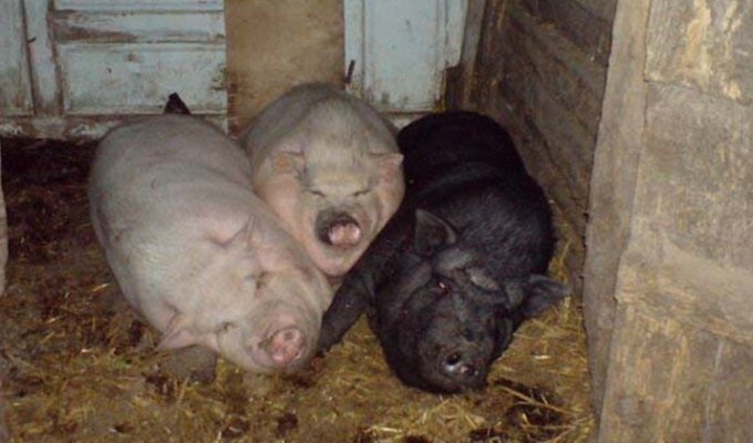 Кормление свиней обернулось трагедией (3 фото)
