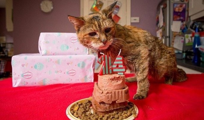 Поппи – самая старая кошка в мире (7 фото)