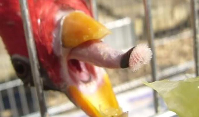 Зачем попугаям такой страшный язык? (3 фото)