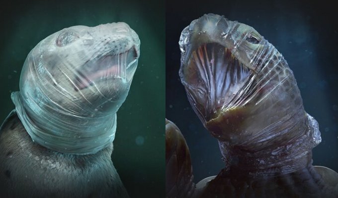 Общество охраны морской фауны показало животных, задыхающихся в пластике (9 фото)