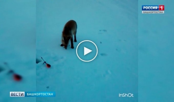 В Башкирии лиса украла у рыбаков удочку