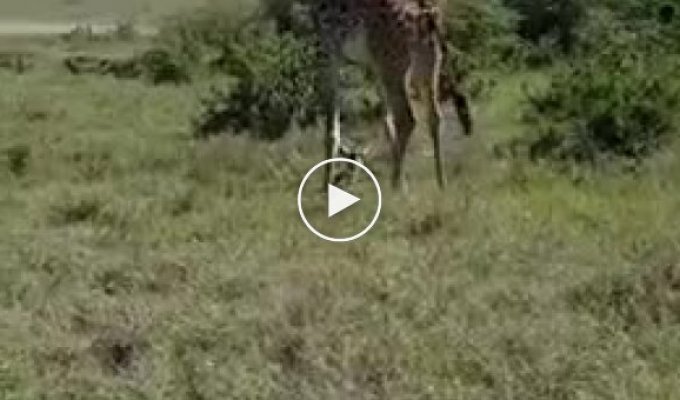 Самка жирафа, защищая детёныша, дала бой клану гепардов