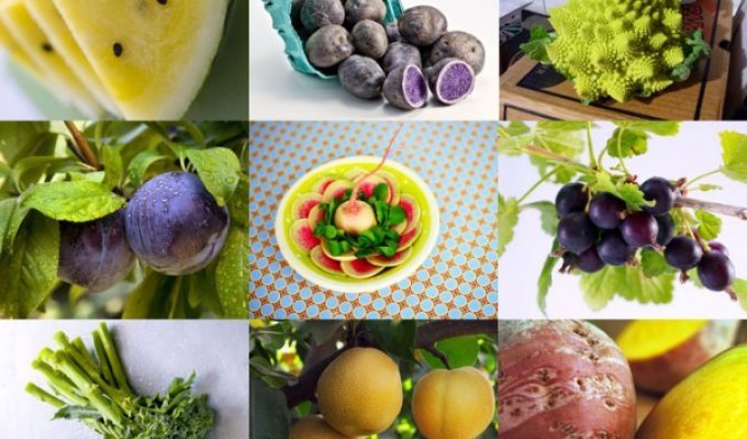 10 самых необычных гибридов и сортов овощей и фруктов (10 фото)