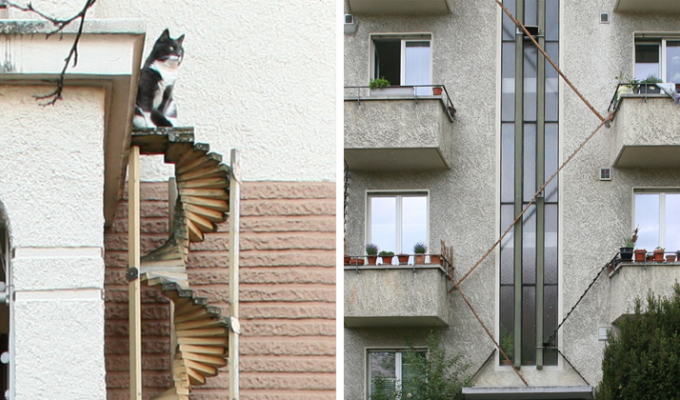Швейцарцы придумали, как спасти кошек от травм (23 фото)
