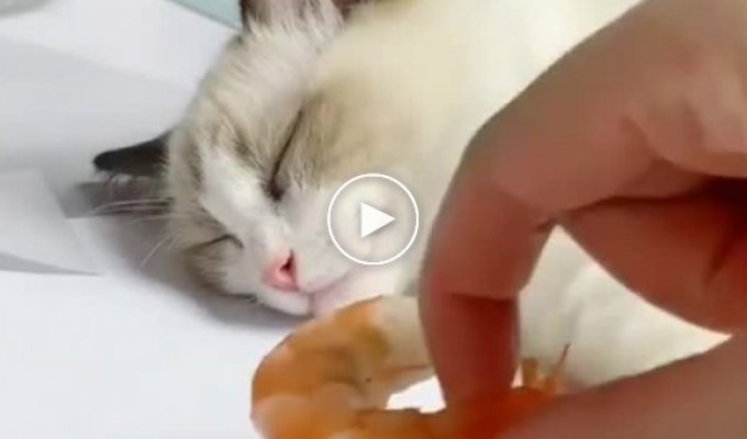 Смешная реакция спящего кота на креветку