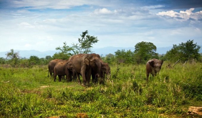 Национальный парк Удауалау, Шри-Ланка (32 фото)
