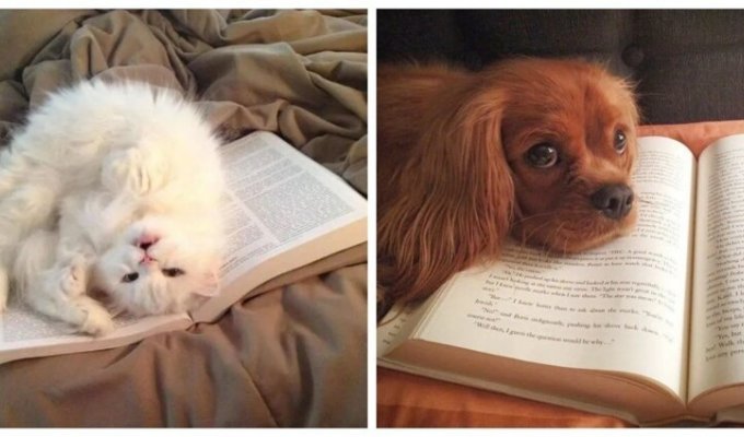 Не порть глаза! Учёные коты и собаки, которые строго следят за качеством и количеством текстового контента (17 фото)