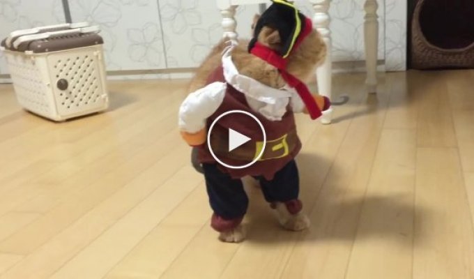 Этот кот одетый как пират только что выиграл конкурс на лучший костюм на Хэллоуин