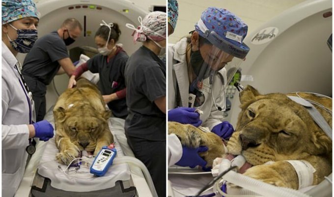 Врачи спасли жизнь львицы из печально известного зоопарка Джо Экзотика (9 фото)