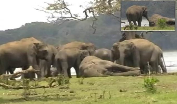 Слоны прощаются с погибшим вожаком (5 фото + 1 видео)