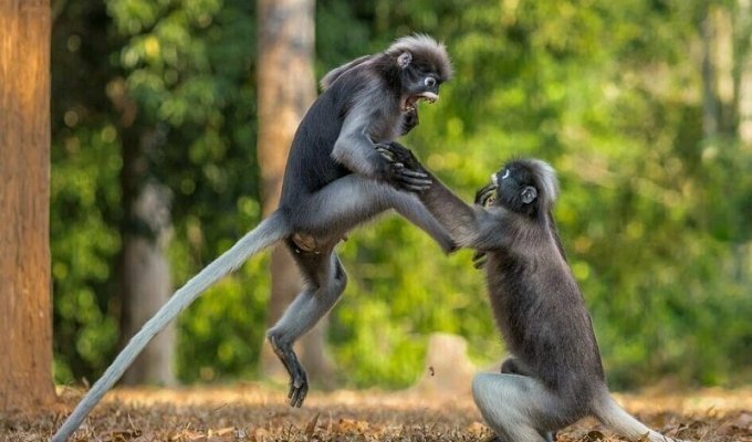 Фотографу из Питера удалось запечатлеть между двумя приматами драку в стиле кунг-фу (4 фото)