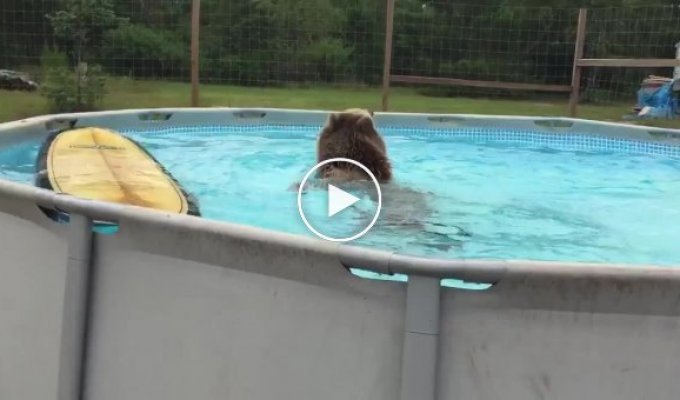 Медведь купается в бассейне
