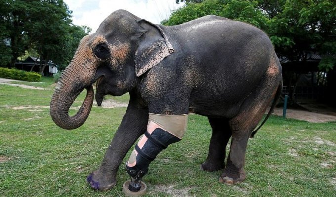 Слонихе Моше сделали девятый уникальный протез ноги (11 фото)