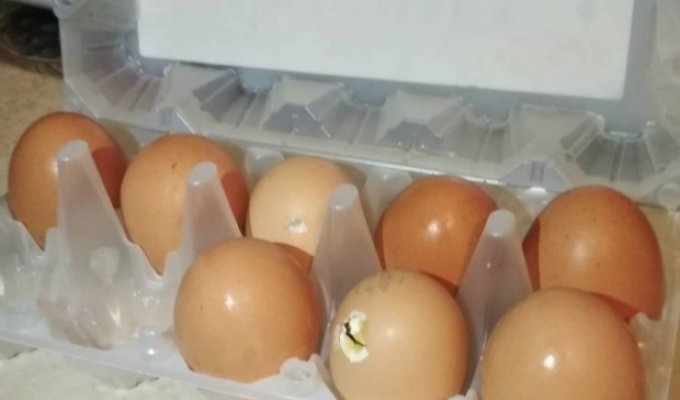 Молодая пара из Москвы купила яйца в магазине (4 фото + 2 видео)