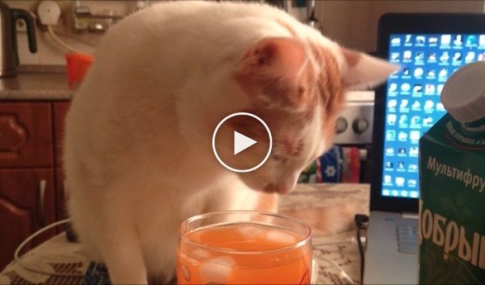 Кот который любит пить сок со льдом