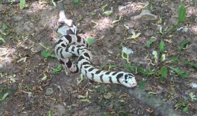В московском дворе девушка поймала крупную змею (3 фото + видео)