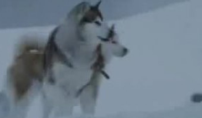 Классно смонтированный ролик про дружбу собак из фильма Антарктика
