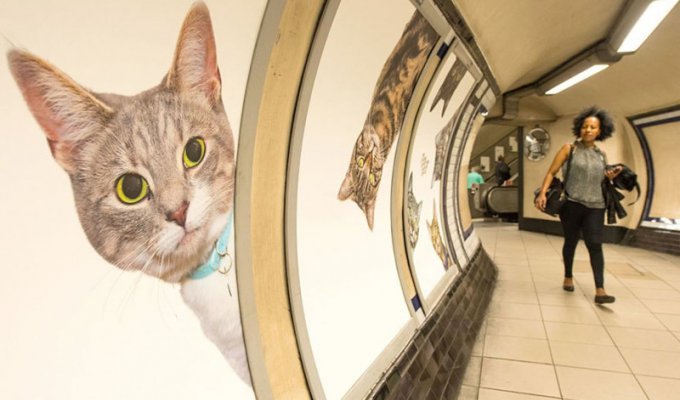 Жители Лондона выкупили все рекламные объявления на станции метро и заменили их на котиков (9 фото)