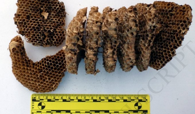 Ученые обнаружили человеческую мумию, в которой поселилась белка, осы и пчелы (3 фото)