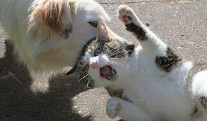  Коты против собак (18 Фото)