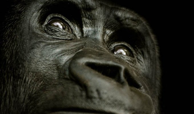 Эти удивительные гориллы фотофакты (25 фото)
