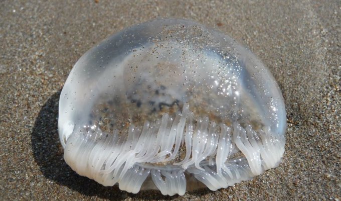 Австралиец принес в полицию мертвых медуз, так как принял их за грудные импланты убитых женщин (27 фото)
