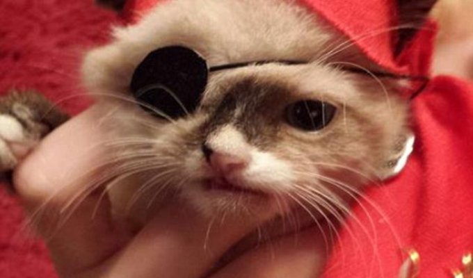 Одноглазый котик-пират стал звездой интернета (6 фото)
