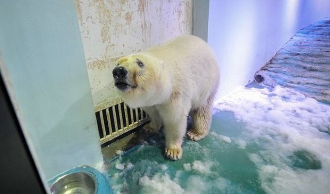 «Cамый грустный белый медведь в мире» спустя два года (4 фото + видео)