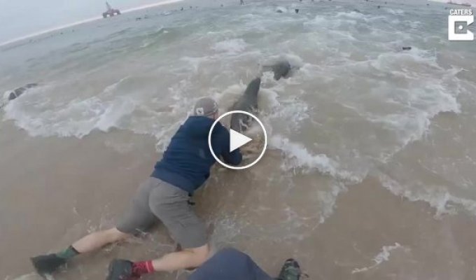 Рыбаки спасли тюленя, вокруг шеи которого была обвёрнута пластиковая верёвка