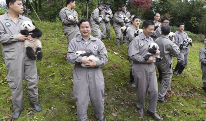 Работа нянькой панды: полное довольствие и зарплата 23 000 долларов в год (35 фото)