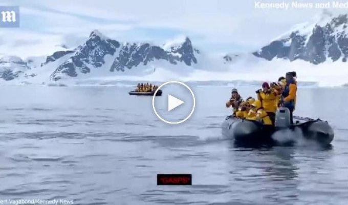 В Антарктиде пингвин, уплывая от косаток, запрыгнул прямо в лодку к туристам